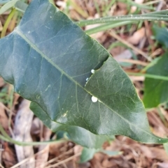 Araujia sericifera at Oakey Hill - 28 Apr 2024 02:38 PM