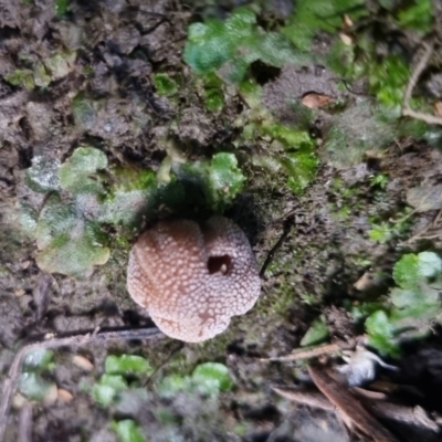 Lycoperdon sp. at Bungendore, NSW - 28 Apr 2024 by clarehoneydove