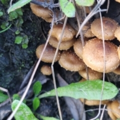 Pholiota squarrosipes at QPRC LGA - 28 Apr 2024 by clarehoneydove