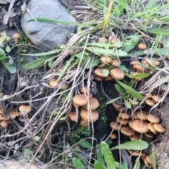 Pholiota squarrosipes at suppressed - suppressed