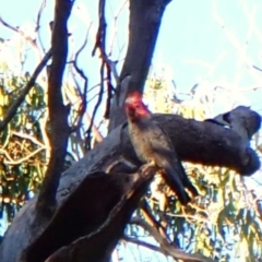 Callocephalon fimbriatum (identifiable birds) (Gang-gang Cockatoo (named birds)) at Cook, ACT - 27 Apr 2024 by CathB