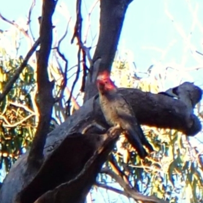 Callocephalon fimbriatum (identifiable birds) (Gang-gang Cockatoo (named birds)) at Cook, ACT - 27 Apr 2024 by CathB