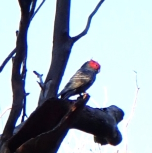 Callocephalon fimbriatum (identifiable birds) at Mount Painter - suppressed