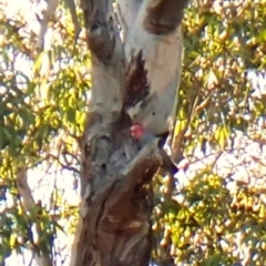 Callocephalon fimbriatum (identifiable birds) at Mount Painter - suppressed