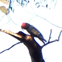 Callocephalon fimbriatum (identifiable birds) at Mount Painter - suppressed