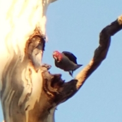 Callocephalon fimbriatum (identifiable birds) at Mount Painter - suppressed