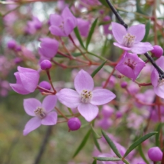 Boronia pinnata (Pinnate Boronia) at Jervis Bay National Park - 19 Aug 2023 by RobG1