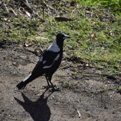 Gymnorhina tibicen (Australian Magpie) at Surf Beach, NSW - 26 Apr 2024 by LyndalT