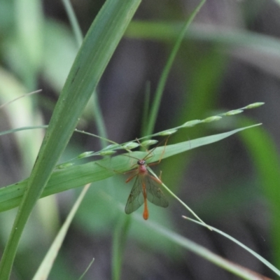 Netelia sp. (genus) (An Ichneumon wasp) at Surf Beach, NSW - 27 Apr 2024 by LyndalT