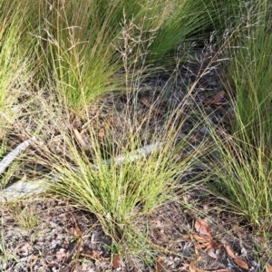 Eragrostis curvula at Mount Painter - 28 Apr 2024 02:43 PM