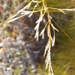 Eragrostis curvula at Mount Painter - 28 Apr 2024 02:43 PM