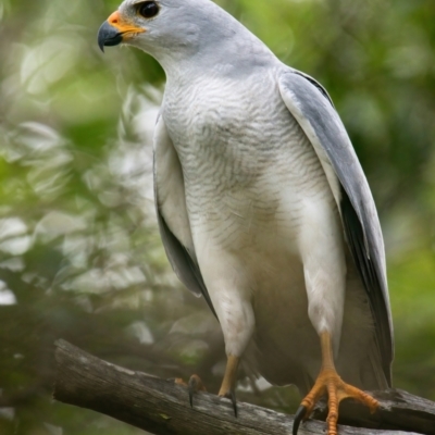 Tachyspiza novaehollandiae (Grey Goshawk) at Brunswick Heads, NSW - 29 Mar 2024 by macmad