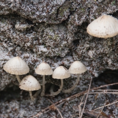 Unidentified Fungus at Brunswick Heads, NSW - 31 Mar 2024 by macmad