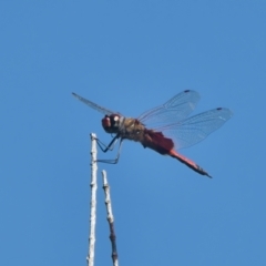 Unidentified Dragonfly or Damselfly (Odonata) at Brunswick Heads, NSW - 2 Apr 2024 by macmad
