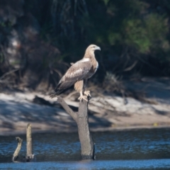 Haliaeetus leucogaster (White-bellied Sea-Eagle) at Brunswick Heads, NSW - 2 Apr 2024 by macmad