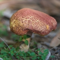 Unverified Fungus at Wallum - 2 Apr 2024 by macmad