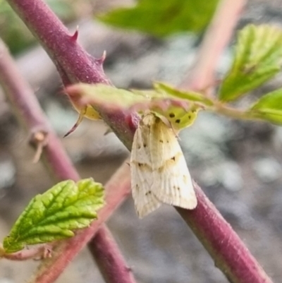 Merophyas divulsana (Lucerne Leafroller) at QPRC LGA - 28 Apr 2024 by clarehoneydove