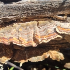 Trametes versicolor (Turkey Tail) at Bungendore, NSW - 25 Apr 2024 by clarehoneydove