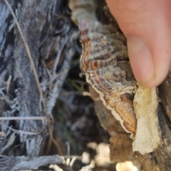 Trametes versicolor at QPRC LGA - suppressed