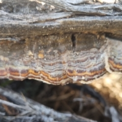 Trametes versicolor at QPRC LGA - suppressed