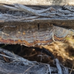 Trametes versicolor at QPRC LGA - suppressed