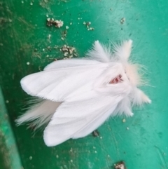 Trichiocercus sparshalli (Sparshall's Moth) at Termeil, NSW - 28 Apr 2024 by DavidAllsop