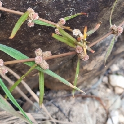 Alternanthera denticulata (Lesser Joyweed) at Bungendore, NSW - 28 Apr 2024 by clarehoneydove