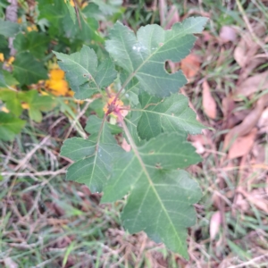 Crataegus phaenopyrum at Watson, ACT - 28 Apr 2024