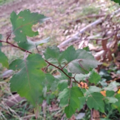 Crataegus phaenopyrum at Watson, ACT - 28 Apr 2024