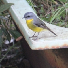 Eopsaltria australis (Eastern Yellow Robin) at Currowan, NSW - 13 Apr 2024 by UserCqoIFqhZ