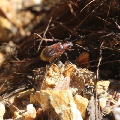 Ecnolagria grandis (Honeybrown beetle) at Currowan, NSW - 31 Dec 2021 by UserCqoIFqhZ