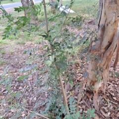 Fraxinus angustifolia subsp. angustifolia (Desert Ash) at Hackett, ACT - 28 Apr 2024 by abread111