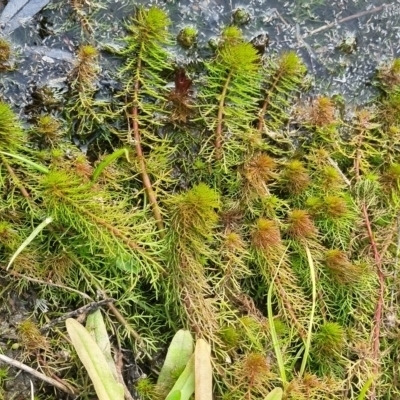 Myriophyllum sp. (Water-milfoil) at Bungendore, NSW - 28 Apr 2024 by clarehoneydove