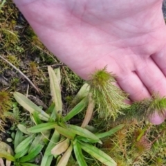 Myriophyllum sp. at suppressed - 28 Apr 2024