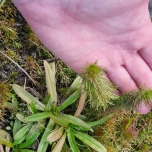 Myriophyllum sp. at suppressed - 28 Apr 2024