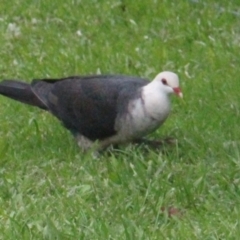 Columba leucomela (White-headed Pigeon) at Currowan, NSW - 30 Dec 2023 by UserCqoIFqhZ