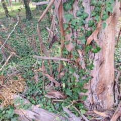 Hedera hibernica (Ivy) at Hackett, ACT - 28 Apr 2024 by abread111