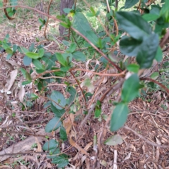 Lonicera japonica at Hackett, ACT - 28 Apr 2024