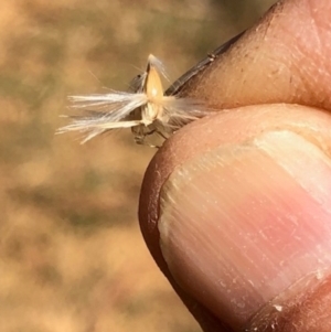 Rytidosperma laeve at Oakey Hill - 18 Apr 2024