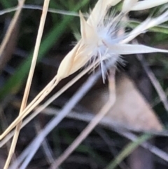 Rytidosperma laeve at Oakey Hill - 18 Apr 2024