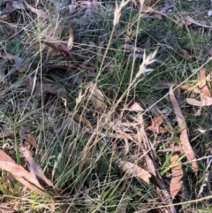 Rytidosperma laeve at Oakey Hill - 18 Apr 2024 12:20 PM