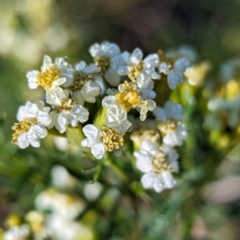 Tagetes minuta at Kambah, ACT - 28 Apr 2024 08:21 AM