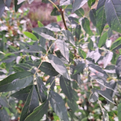 Fraxinus angustifolia subsp. angustifolia (Desert Ash) at Hackett, ACT - 28 Apr 2024 by abread111