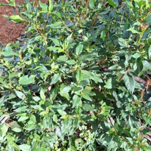 Viburnum tinus at Hackett, ACT - 28 Apr 2024