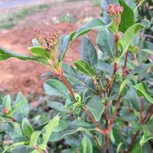 Viburnum tinus at Hackett, ACT - 28 Apr 2024