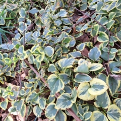 Vinca major (Blue Periwinkle) at Hackett, ACT - 28 Apr 2024 by abread111