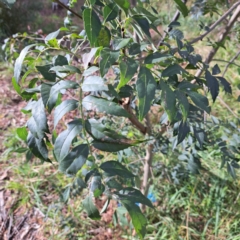 Fraxinus angustifolia subsp. angustifolia (Desert Ash) at Hackett, ACT - 28 Apr 2024 by abread111