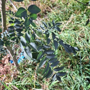 Fraxinus angustifolia subsp. angustifolia at Hackett, ACT - 28 Apr 2024