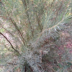 Acacia boormanii (Snowy River Wattle) at Hackett, ACT - 28 Apr 2024 by abread111