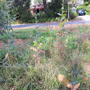 Lactuca serriola at Hackett, ACT - 28 Apr 2024